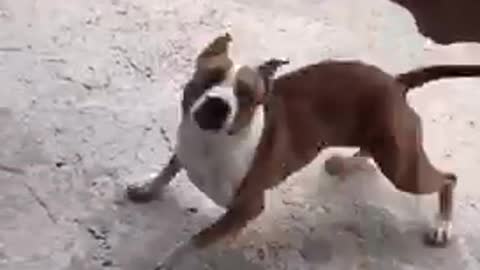 Brown dog excited about his birthday cake