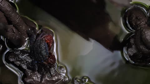 Stationary shot of magnificent colourful crab on stone in a middle of still water