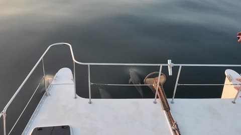 Dolphins in the Gulf!