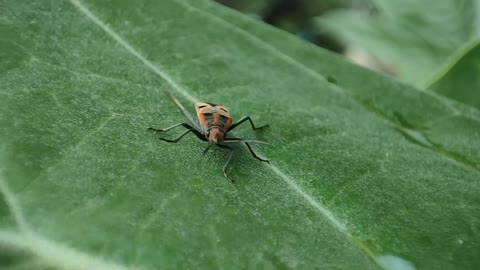 Insects on tree leaves