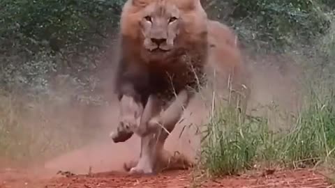 Angry lions #shorts #lion #shortvideo #viralvideo #trendingshorts