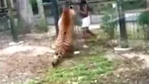 New Jersey woman on camera climbing over barrier at zoo in NJ to pet a 500-pound Bengal tiger