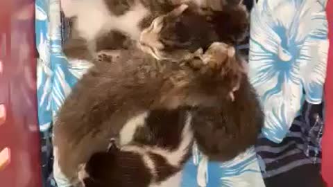 brut of cute kittens