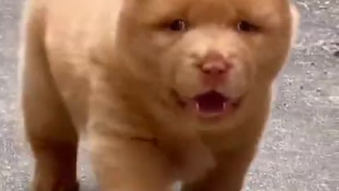 Funny cat and dog video prat 2, enjoy cay and dog video,