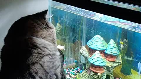 Rocky plays with fish