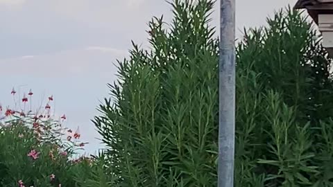 Bird flying away from a pole in Las Vegas