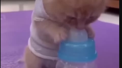 Baby cat try’s to drink milk