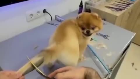 New style dog tail hair cutting