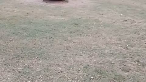 Kids Playing Cricket In the Street