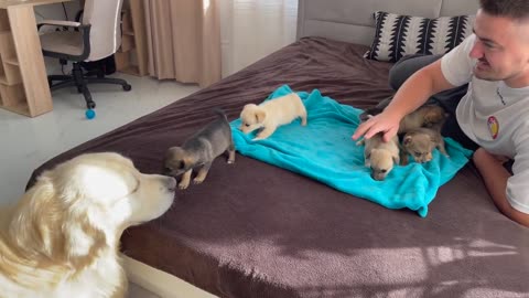 Golden Retriever meets puppies for the first time