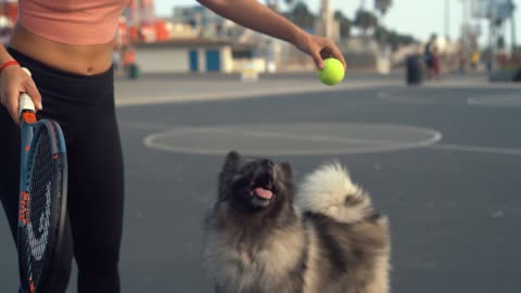 Woman playing with her dog, the smart dog is a reliable friend to the woman