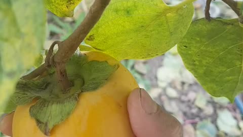 Turkish persimmon