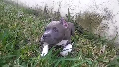 🐶american bully puppy playing 🐶dog's life 2021