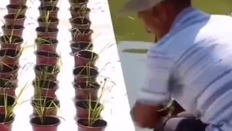 Farm Grains in River