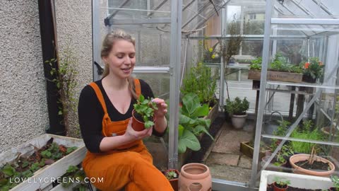 Two Ways to plant Strawberries