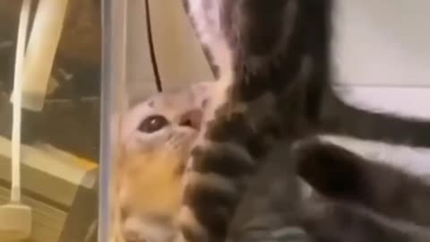 Try not to laugh 🤣 Funny animals 😹 ‖ #shorts ‖ Fun Store Animals