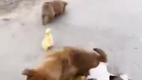 Tall dog befriends ducklings and hedgegog . A beautiful moment