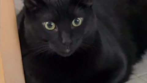 Adopting a Cat from a Shelter Vlog - Cute Precious Piper Adds Happiness to the Room #shorts