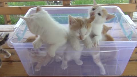 Kittens meowing (too much cuteness) - All talking at the same time!