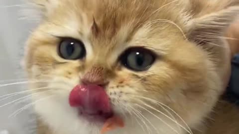 Top Funny Cute Cats Viral Clips😹|| Best #funny Cats #shorts Video😂|| #trending #animals #reels