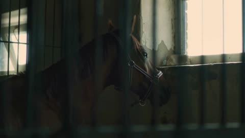 Brown horse in bridle looking out window while standing behind bars in stall of stable in daytime