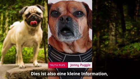 Truth Pups — DoD wusste von gestonener Wahl