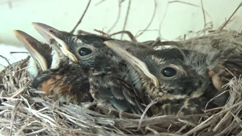 Baby Robins