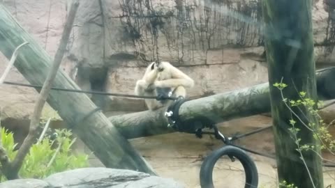 Monkeys at Louisville Zoo in Kentucky