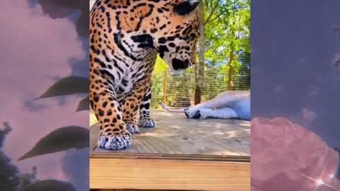 Lion vs jaguar