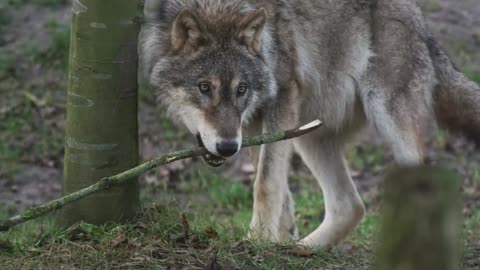 wolf, also known as the gray wolf or grey wolf