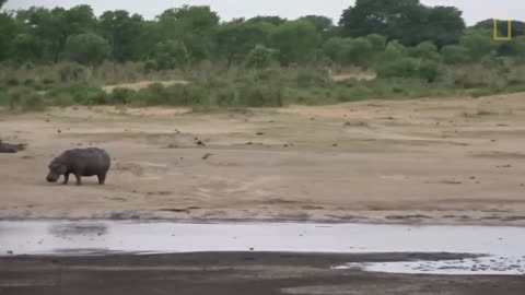 Young Hippo Tries to Play With Crocodile / National Geographic