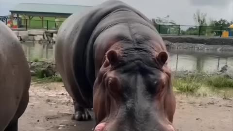 HIPPOPOTAMUS AMPHIBIUS: COMMON HIPPO; CHOEROPSIS LIBERIENSIS: PYGMY HIPPO