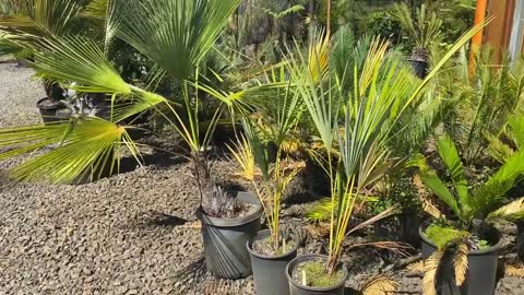 Rare Trachycarpus - Trachycarpus ukhrulensis