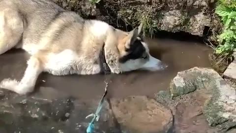 Husky dog are not normal, dog, cat