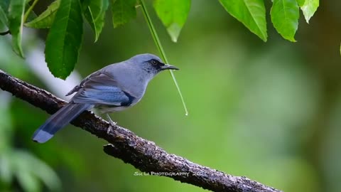 beautiful sibia (Heterophasia pulchella) is a species of bird in the family Leiothrichidae.