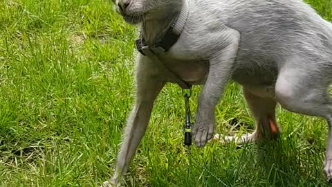 Just a cute little werewolf cat, Lykoi.