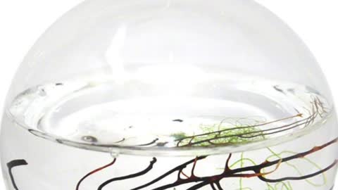 The Self Sustaining Ecosphere #shorts #shortvideos #amazon #ecosphere # invention