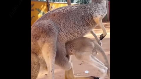 Funny_Animal_videos_That_Will_Make_You_Laugh_