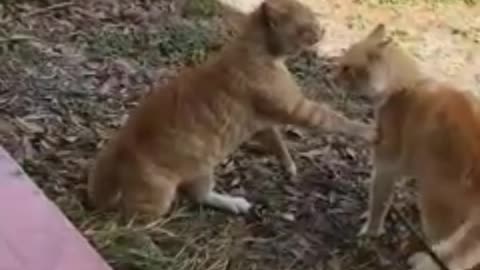 Cat fiting funny video 🤣🤣. PART 1