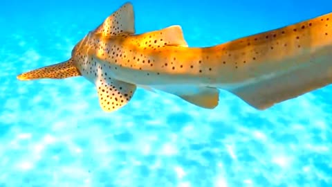 Satisfying Zebra Shark ASMR That Makes You Calm Original Satisfying Videos PART - 9