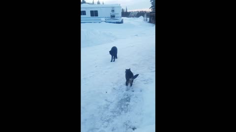 Wild silver fox and Cat showdown.