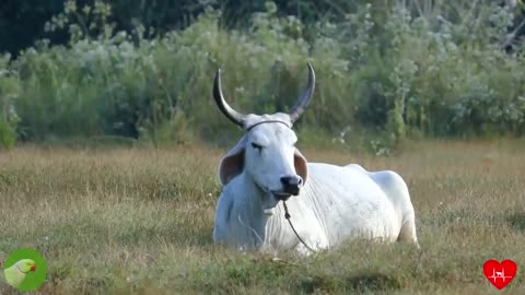 Cow grazing at a farm