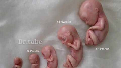 how Embryo and Fetal Fetus Growing in In Mother's Womb