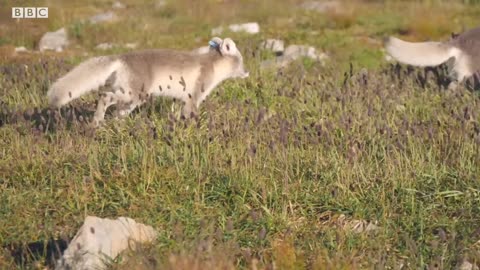 Saving the Arctic Fox BBC Earth Witness BBC Earth