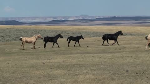 Wild Horses: Wyoming Perspectives