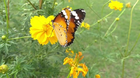 Colorful Butterfly on a Flower