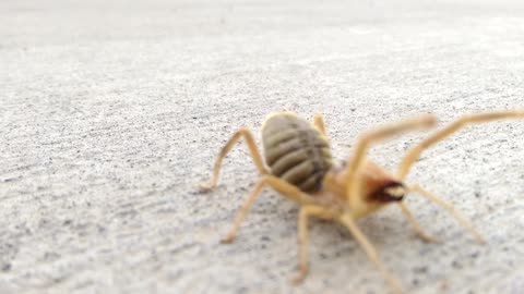 camel spider