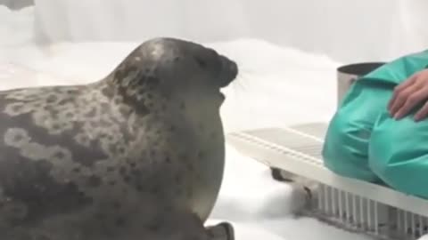 This Seal Is A Good Boy