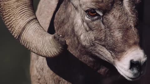 Rocky Mountain Bighorn