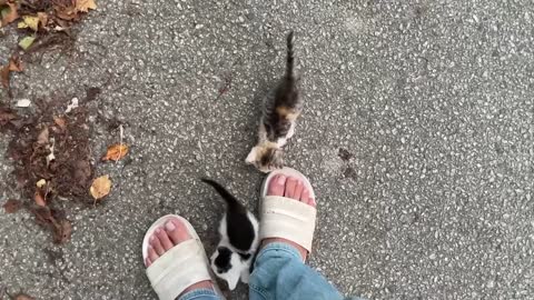 Siberian cat does back flips when instructed